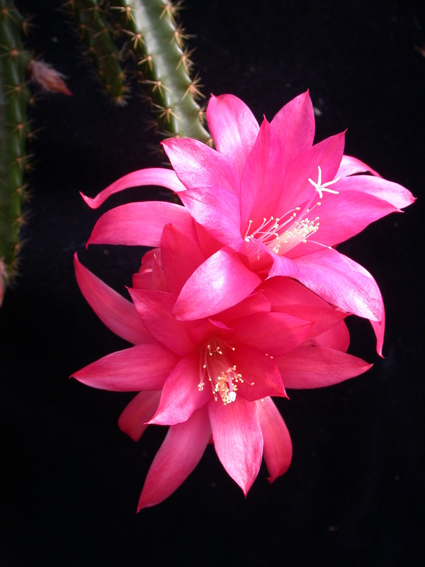 aporocactus glorianna 981842