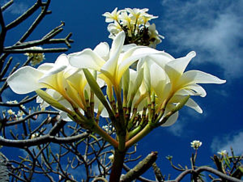 plumeria white wilaii