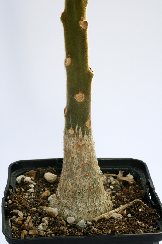 uncarina grandidieri 8128