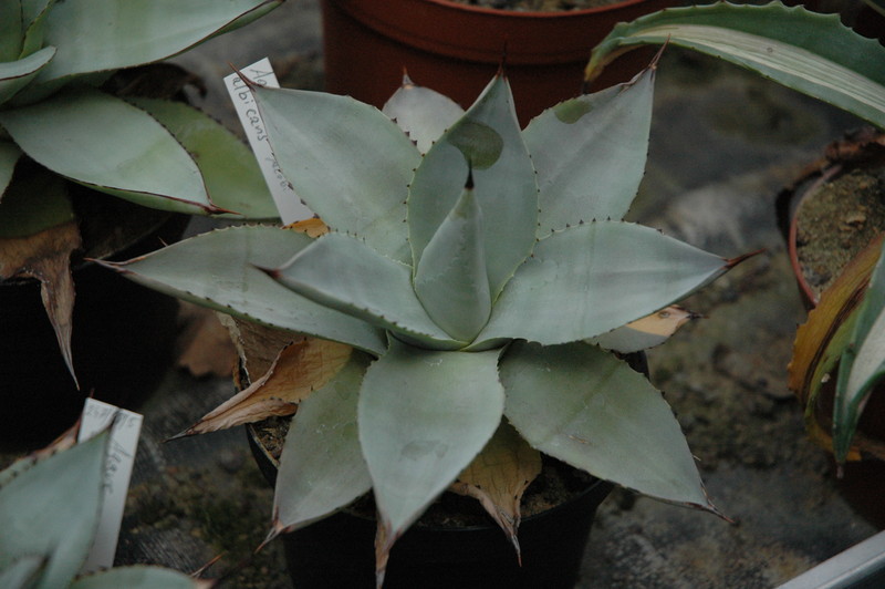 agave albicans 9614