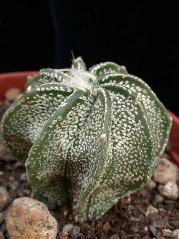 astrophytum niveum 01