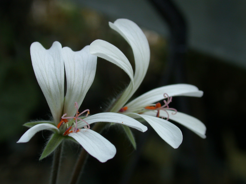 pelargonium barkleyi 04