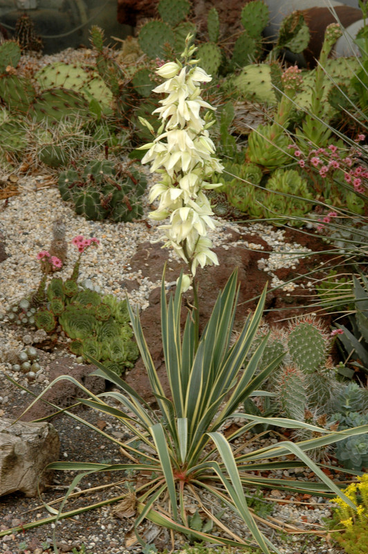 yucca filifera variegata 02