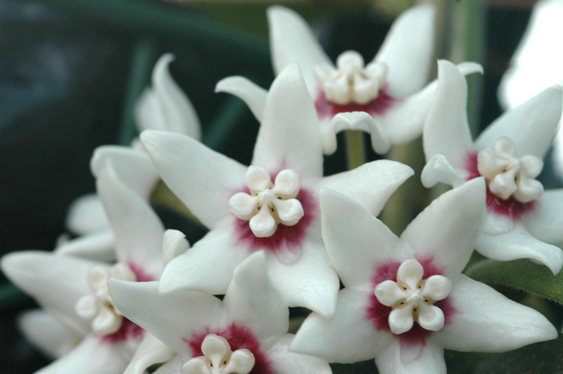 hoya calycina 6582