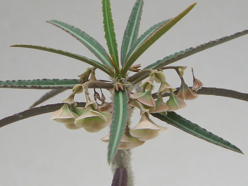 euphorbia waringiae 1810