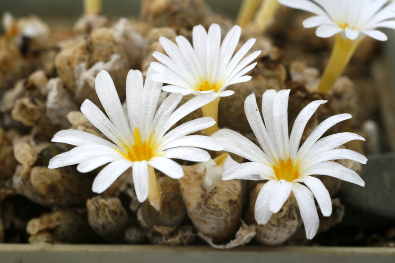 conophytum cupreatum terrestre mg1456 75 0902