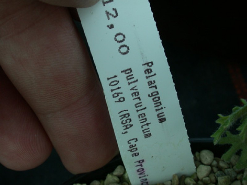 pelargonium pulverulentum es 10169 06