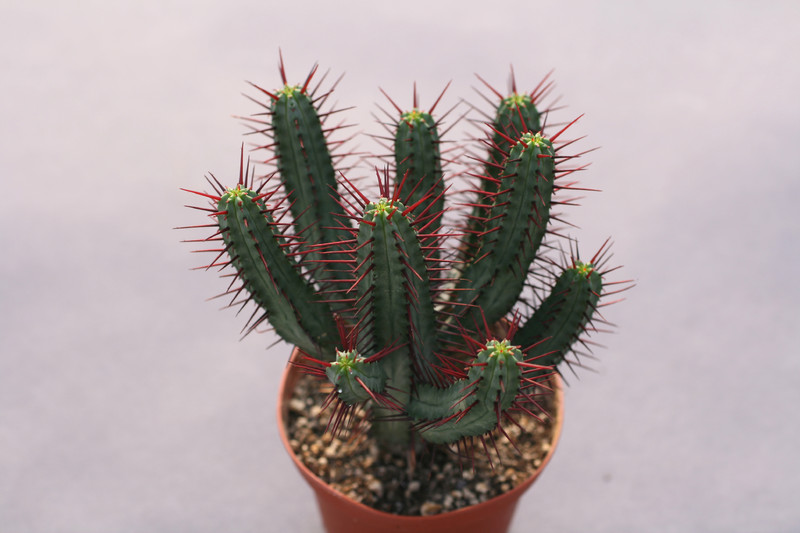 euphorbia enopla 0388