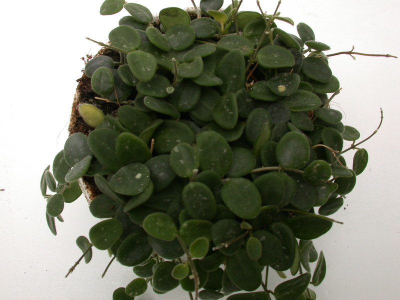 hoya serpens 3953