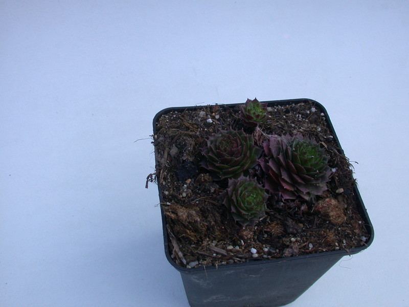 sempervivum topas 5743
