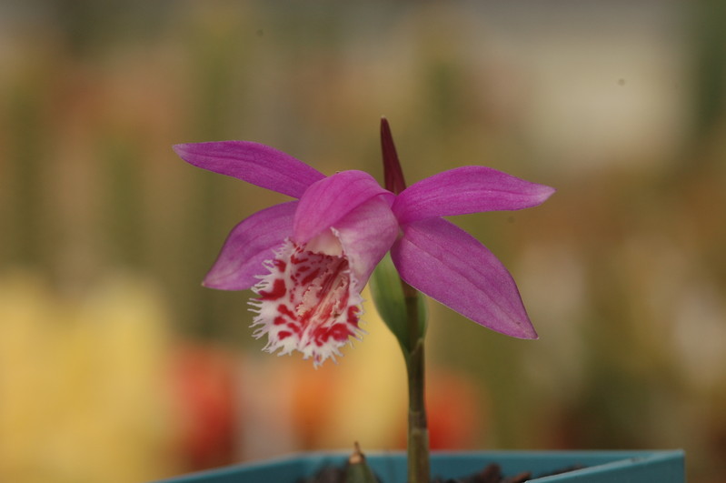 pleione limprichtii 1203