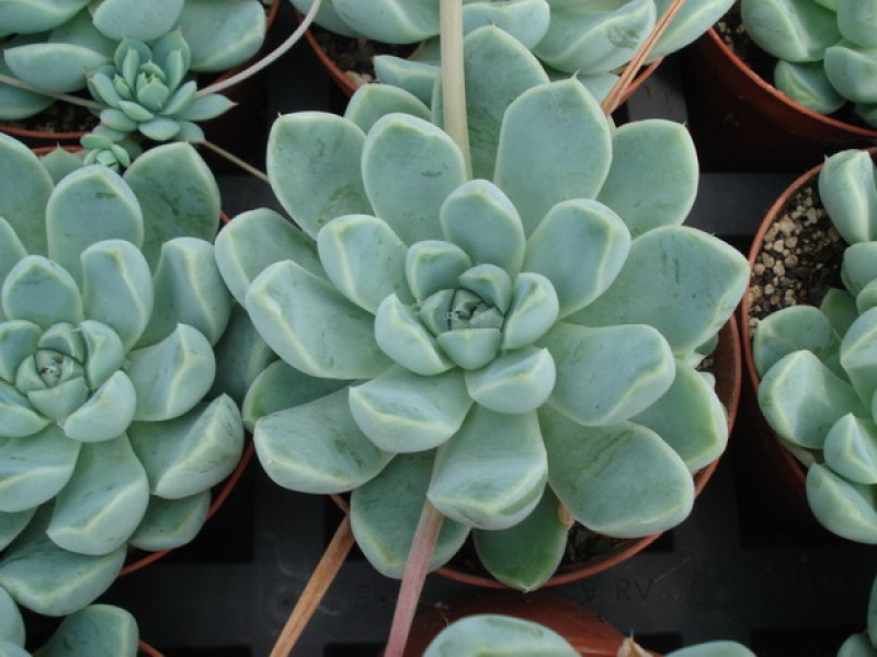 echeveria halbingeri