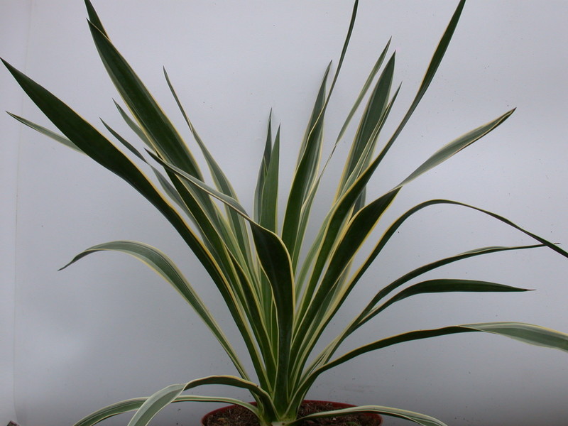yucca gloriosa variegata 9725