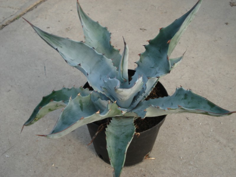 agave sobria rancho 4891