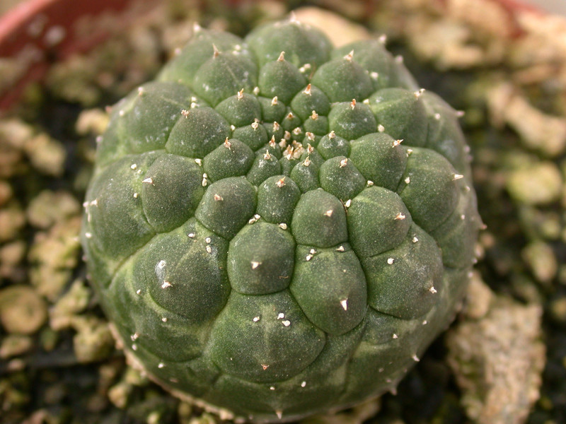 euphorbia gymnocalycioides 01