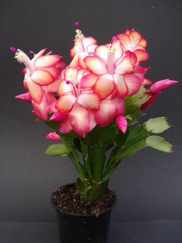 schlumbergera samba brazil 1625