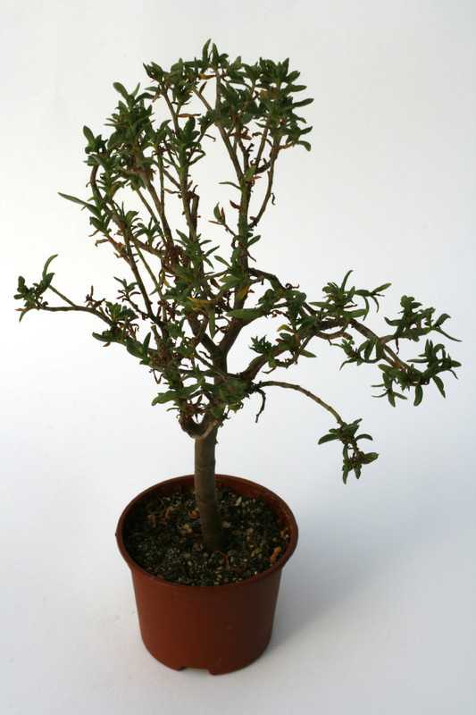 crassula parvisepala 7215