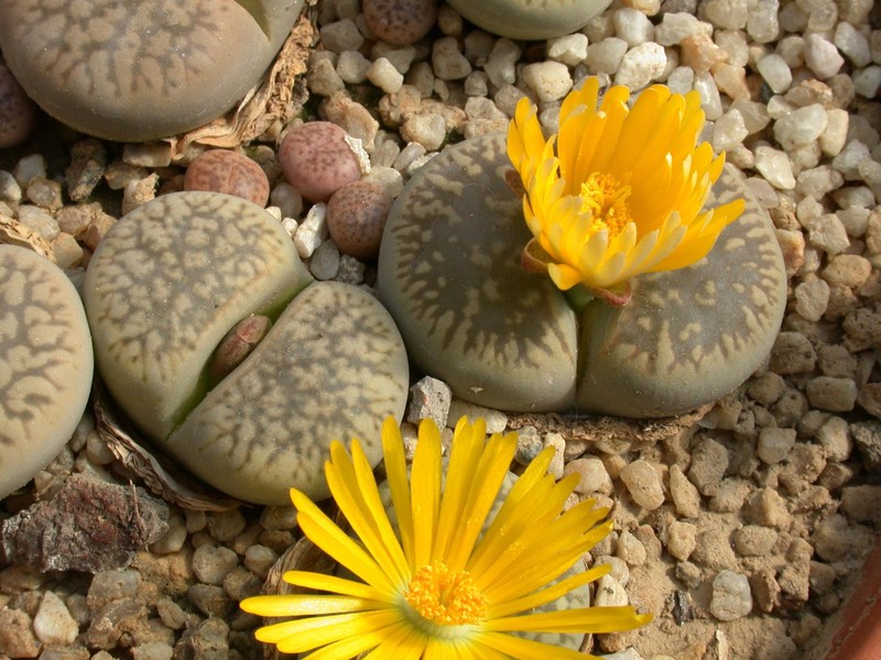 lithops gesinae annae c78 01