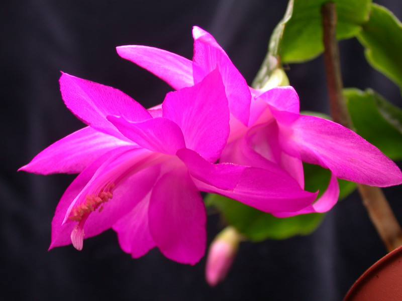 schlumbergera madonga 03