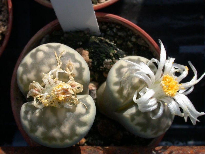 lithops hallii02