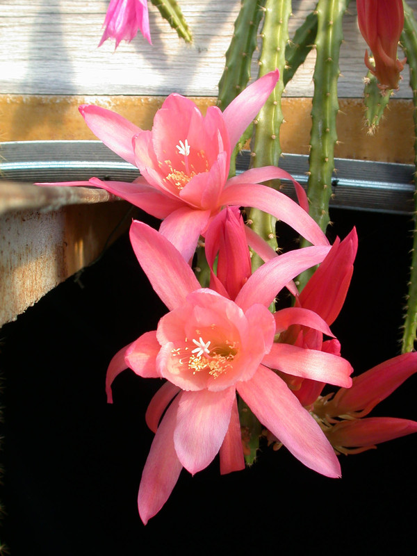 aporocactus susan2 02