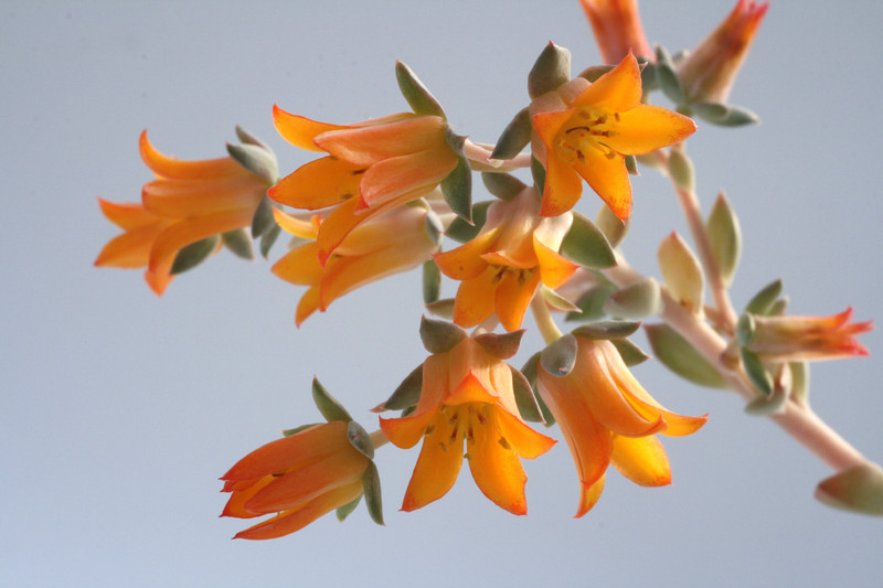 echeveria globulosa 7960
