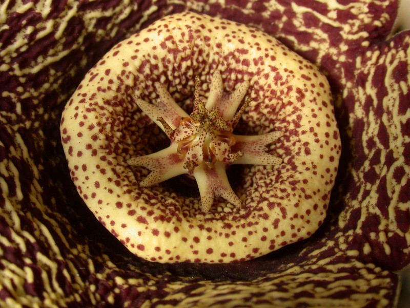 orbea variegata helle bluete 04