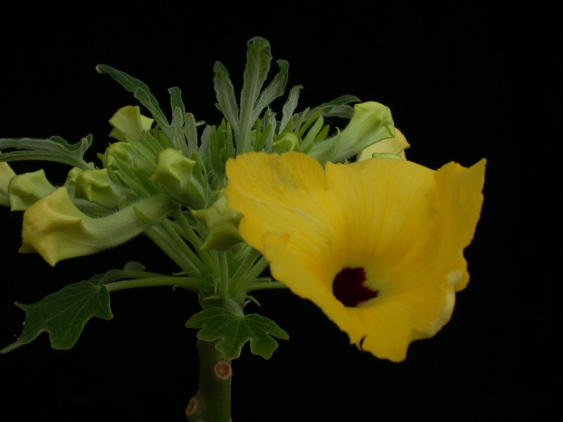 uncarina roeoesliana 03