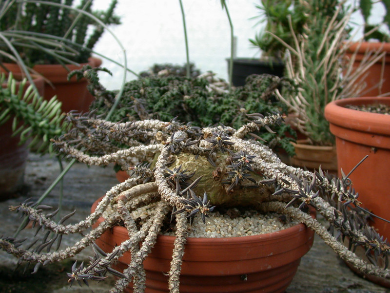 euphorbia cylindrifolia ssp tuberifera2