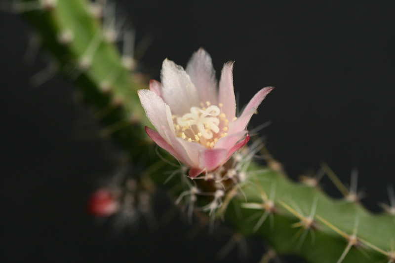 lepismium ianthothele 0094