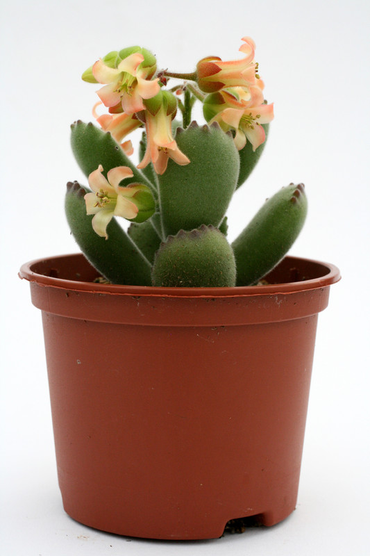 cotyledon ladysmithiensis großer loewe 1211