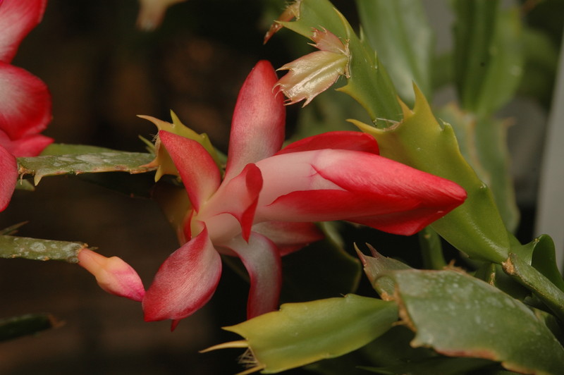 schlumbergera big fire 03