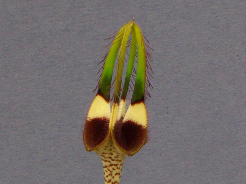 ceropegia radicans radicans 2234