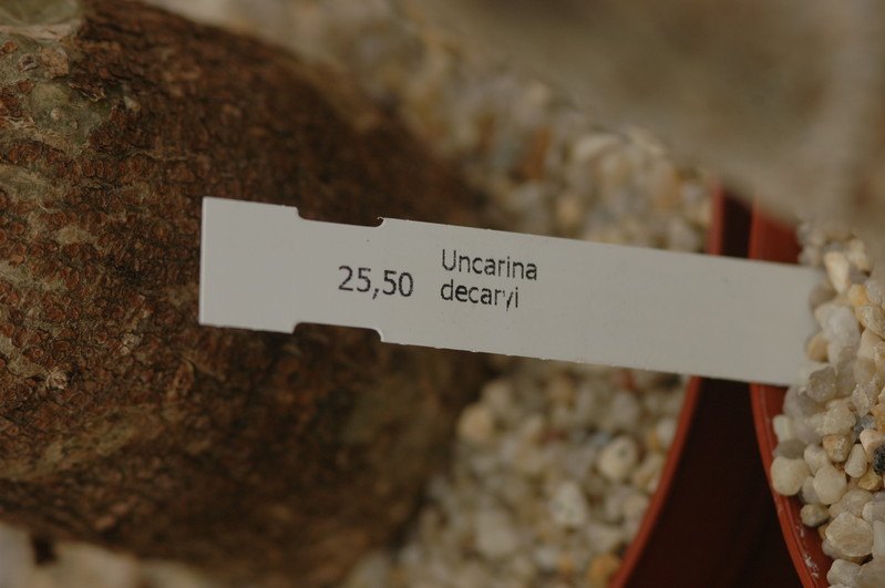 uncarina decaryi 1107