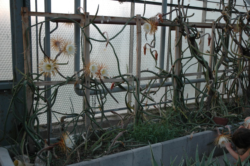 selenicereus grandiflorus aufbluehen 1437