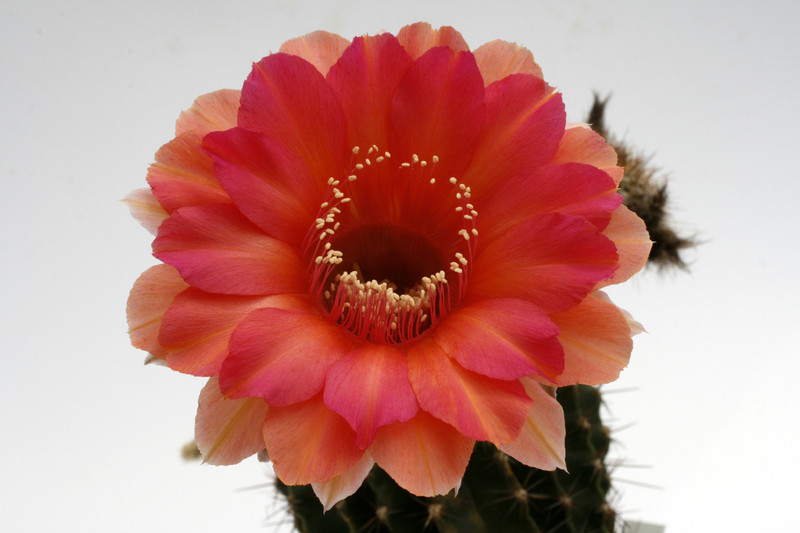 echinopsis mathilda 9817