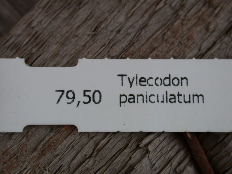 tylecodon paniculatum 8595