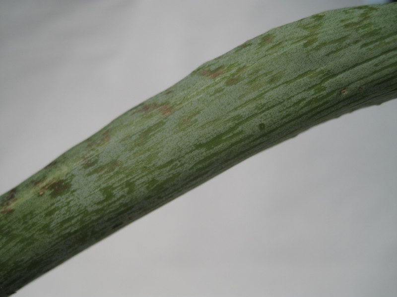 manfreda variegata 2237