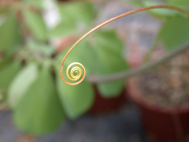 adenia fruticosa 01