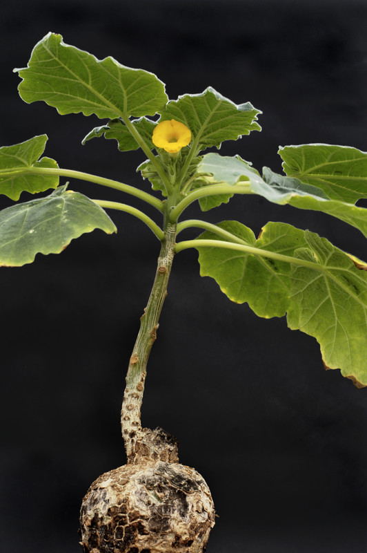 uncarina roeoesliana 19