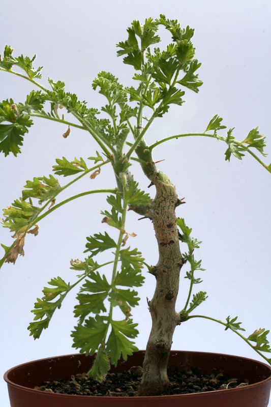 pelargonium alternans 8084