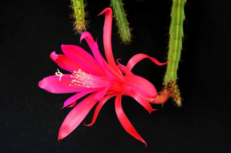 aporocactus shin 6621