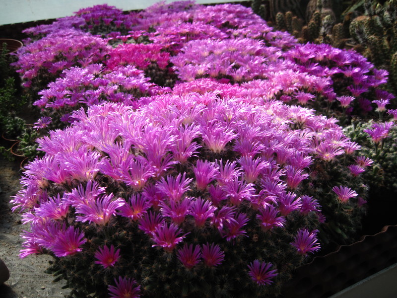 trichodiadema densum polster 9215