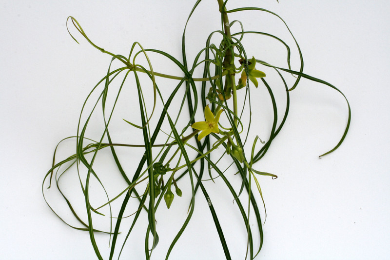 secamone sp madagaskar 9078