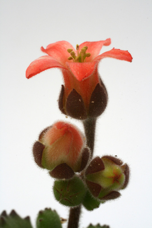 cotyledon adysmithiensis großer loewe 6629