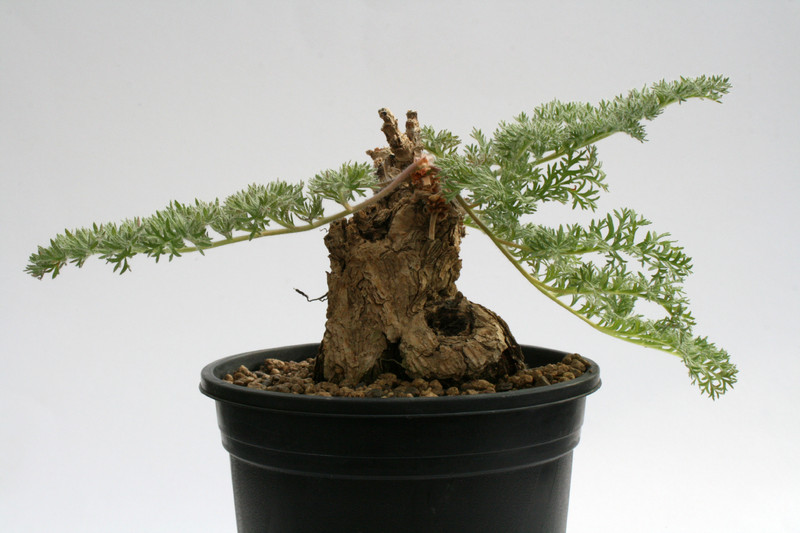 pelargonium triste large 6797