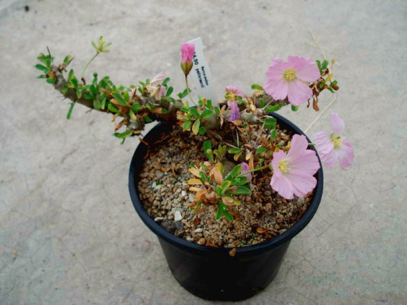 sarcocaulon pattersonii