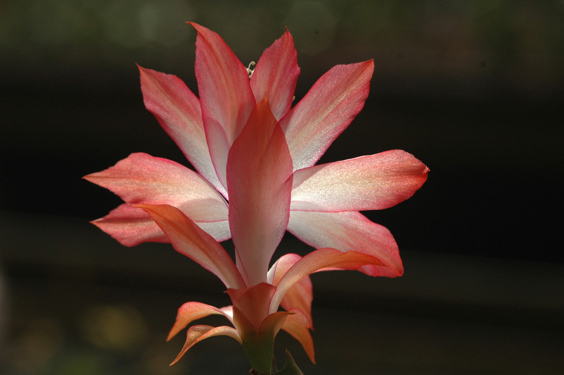 schlumbergera coral cascade 8205