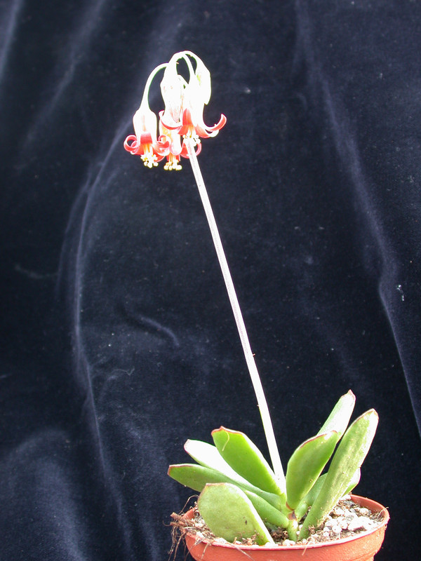 cotyledon galpini 01