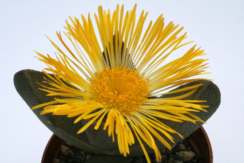 pleiospilus bolusii 1350
